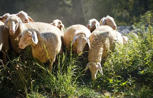 Moutons broutent miniature